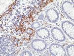 CD19 Antibody in Immunohistochemistry (Paraffin) (IHC (P))