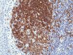 CD19 Antibody in Immunohistochemistry (Paraffin) (IHC (P))