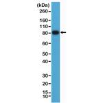 CD19 Antibody in Western Blot (WB)