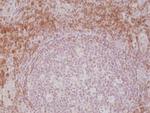 CD3e Antibody in Immunohistochemistry (Paraffin) (IHC (P))