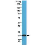 CD3e Antibody in Western Blot (WB)