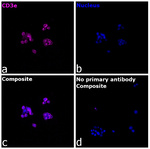 CD3e Antibody in Immunocytochemistry (ICC/IF)