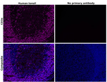 CD3e Antibody in Immunohistochemistry (Paraffin) (IHC (P))