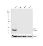 CD3e Antibody in Western Blot (WB)