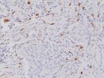 c-Kit Antibody in Immunohistochemistry (Paraffin) (IHC (P))