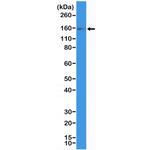 c-Kit Antibody in Western Blot (WB)