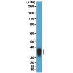 BOB-1 Antibody in Western Blot (WB)