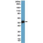 p53 Antibody in Western Blot (WB)