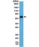 HSP70 Antibody in Western Blot (WB)