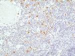 TIM-3 Antibody in Immunohistochemistry (Paraffin) (IHC (P))