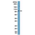 STAT3 Antibody in Western Blot (WB)