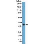 SMARCB1 Antibody in Western Blot (WB)