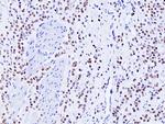 GATA3 Recombinant Rabbit Monoclonal Antibody (RM482)