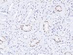 GATA3 Antibody in Immunohistochemistry (Paraffin) (IHC (P))