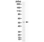 GATA3 Antibody in Western Blot (WB)