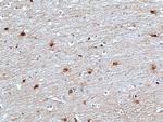 ERK2 Antibody in Immunohistochemistry (Paraffin) (IHC (P))