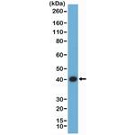 ERK2 Antibody in Western Blot (WB)