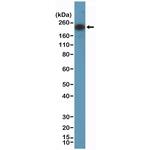 CD45 Antibody in Western Blot (WB)
