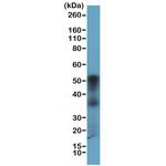 CD27 Antibody in Western Blot (WB)