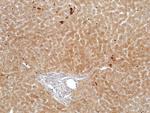 FGL1 Antibody in Immunohistochemistry (Paraffin) (IHC (P))