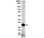 FGL1 Antibody in Western Blot (WB)