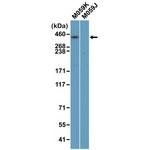 DNA-PK Antibody in Western Blot (WB)