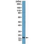UPK2 Antibody in Western Blot (WB)