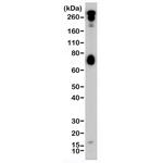 CD155 Antibody in Western Blot (WB)