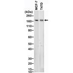 TRPS1 Antibody in Western Blot (WB)