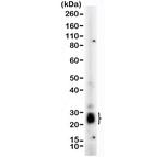 Mammaglobin A Antibody in Western Blot (WB)
