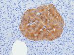 SV2A Antibody in Immunohistochemistry (Paraffin) (IHC (P))