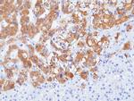 SV2A Antibody in Immunohistochemistry (Paraffin) (IHC (P))