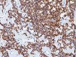 SV2A Antibody in Immunohistochemistry (Paraffin) (IHC (P))