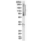 SV2A Antibody in Western Blot (WB)