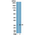 Phospho-eIF4E (Ser209) Antibody in Western Blot (WB)