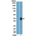 Phospho-GSK3B (Ser9) Antibody in Western Blot (WB)