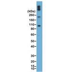 CD227 (Mucin 1) Antibody in Western Blot (WB)