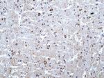 alpha Synuclein Antibody in Immunohistochemistry (Paraffin) (IHC (P))