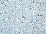 alpha Synuclein Antibody in Immunohistochemistry (Paraffin) (IHC (P))