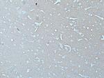 alpha Synuclein Antibody in Immunohistochemistry (Paraffin) (IHC (P))