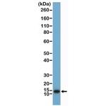 alpha Synuclein Antibody in Western Blot (WB)