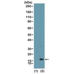H3K4me1 Antibody in Western Blot (WB)