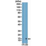 H4K5me1 Recombinant Rabbit Monoclonal Antibody (RM457)