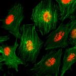 Histone H3 Antibody in Immunocytochemistry (ICC/IF)