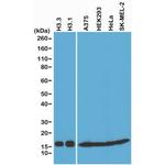 Histone H3 Antibody in Western Blot (WB)