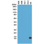 Histone H4 Antibody in Western Blot (WB)