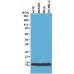 Histone H4 Antibody in Western Blot (WB)