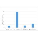H3K79me2 Antibody in ChIP Assay (ChIP)