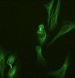 alpha Tubulin Monoclonal Antibody (YOL1/34), Alexa Fluor™ 488