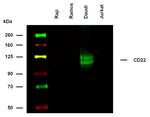 CD22 Antibody in Western Blot (WB)